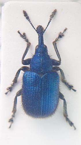 Involvulus pubescens